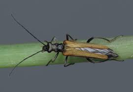 Attēlu rezultāti vaicājumam “Oedemera femorata”