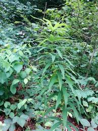 Attēlu rezultāti vaicājumam “Polygonatum verticillatum bud”