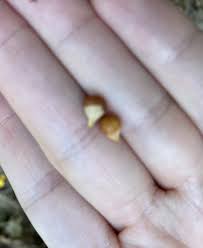 Attēlu rezultāti vaicājumam “Nectria episphaeria”