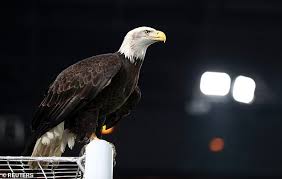 Image result for Palace Eagles Octopush Club