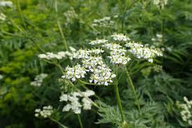 Image result for Chaerophyllum aureum