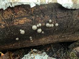 Attēlu rezultāti vaicājumam “Lycogala flavofuscum spores”