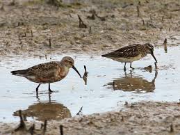 Attēlu rezultāti vaicājumam “Calidris falcinellus”