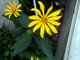 Attēlu rezultāti vaicājumam “Helianthus tuberosus flower”
