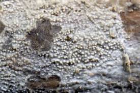 Attēlu rezultāti vaicājumam “Crustoderma dryinum”