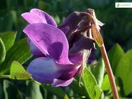 Attēlu rezultāti vaicājumam “Lathyrus japonicus subsp. maritimus flower”