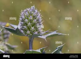 Attēlu rezultāti vaicājumam “Eryngium maritimum bud”