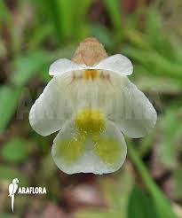 Attēlu rezultāti vaicājumam “Pinguicula alpina”
