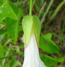 Attēlu rezultāti vaicājumam “Calystegia inflata flower”
