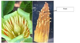 Attēlu rezultāti vaicājumam “Liriodendron tulipifera fruit”