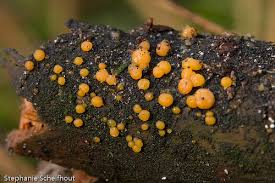 Attēlu rezultāti vaicājumam “Dacrymyces stillatus”