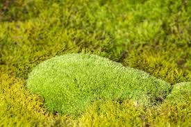 Attēlu rezultāti vaicājumam “Acrocarpous mosses”