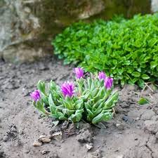 Attēlu rezultāti vaicājumam “Diderma montanum macro”