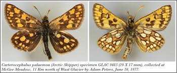 Attēlu rezultāti vaicājumam “Carterocephalus palaemon”