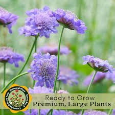 Image result for Scabiosa col.`Butterfly Blue`