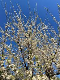 Attēlu rezultāti vaicājumam “Prunus (plum-tree) flower”