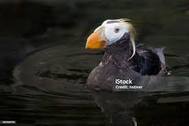 Image result for Fratercula cirrhata