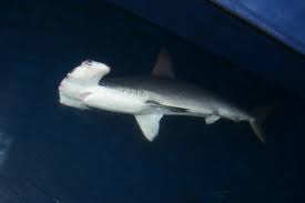 Image result for Sphyrna zygaena