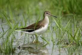 Attēlu rezultāti vaicājumam “Tringa ochropus”