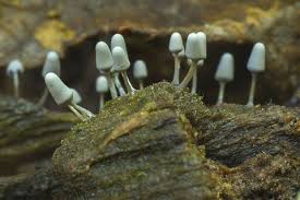 Attēlu rezultāti vaicājumam “Arcyria cinerea macro”