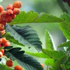 Attēlu rezultāti vaicājumam “Sorbus intermedia leaf”