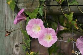 Attēlu rezultāti vaicājumam “Calystegia inflata”