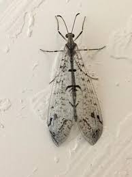 Attēlu rezultāti vaicājumam “Myrmeleontidae”