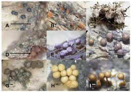 Attēlu rezultāti vaicājumam “Metatrichia floriformis spores”