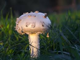 Attēlu rezultāti vaicājumam “Amanita strobiliformis”