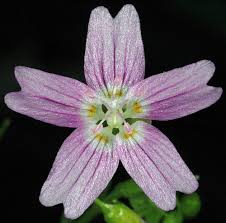 Attēlu rezultāti vaicājumam “Claytonia sibirica flower”