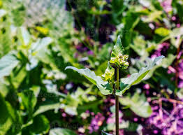 Attēlu rezultāti vaicājumam “Circaea lutetiana flower”