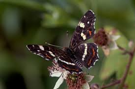 Attēlu rezultāti vaicājumam “Araschnia levana”