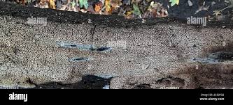 Attēlu rezultāti vaicājumam “Mycoacia fuscoatra”