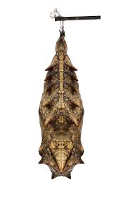 Attēlu rezultāti vaicājumam “Proutia betulina larva”