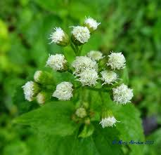 Image result for Ageratum conyzoides