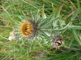 Attēlu rezultāti vaicājumam “Carlina biebersteinii”