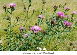 Attēlu rezultāti vaicājumam “Centaurea jacea leaf”
