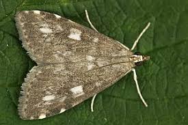 Attēlu rezultāti vaicājumam “Udea olivalis”