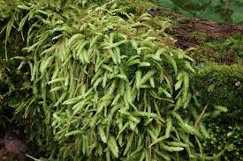 Attēlu rezultāti vaicājumam “Plagiothecium denticulatum”