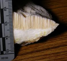 Attēlu rezultāti vaicājumam “Aurantiporus fissilis”