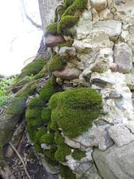 Attēlu rezultāti vaicājumam “Anomodon viticulosus sporophyte”