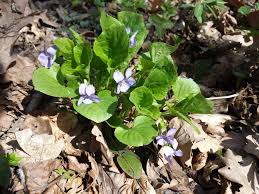 Attēlu rezultāti vaicājumam “Viola mirabilis”