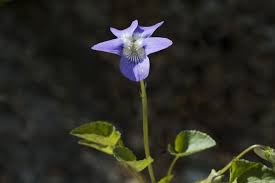 Attēlu rezultāti vaicājumam “Viola collina”