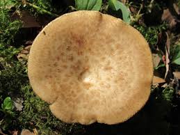 Attēlu rezultāti vaicājumam “Polyporus tuberaster”