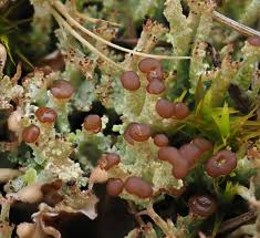 Attēlu rezultāti vaicājumam “Cladonia ramulosa”