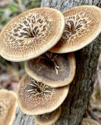 Attēlu rezultāti vaicājumam “Polyporus”