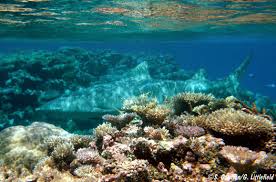 Image result for Negaprion acutidens