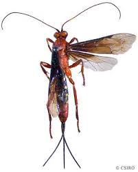 Attēlu rezultāti vaicājumam “Ichneumonidae”