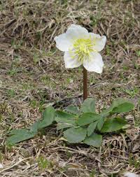 Attēlu rezultāti vaicājumam “Helleborus niger”