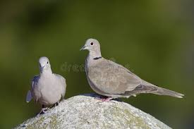 Attēlu rezultāti vaicājumam “Streptopelia decaocto adult”